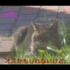猫の写真ばかり撮っていてアイコンもねこなんだけど…〔休業中のアロマセラピスト良香さんの日常№23〕