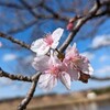 昨日 の ハル散歩 ロードバイク 65キロ走りました