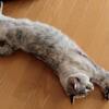 伸び伸びあいちん