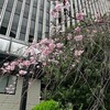 🍒 Cherry Blossoms fully blooming 