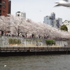 浅草春爛漫、桜散歩 