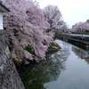 満開の霞城公園の桜とE3系2000番台 旧塗装L65編成の山形新幹線「つばさ136号」を撮る！