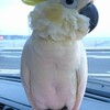 2019年6月12日【動物愛護法改正】パブリックコメント(9月23日締切)について～今回のパブリックコメントは、インコ虐待事件や動物虐待の意見の公募ではありません～