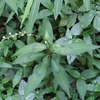 Persicaria pubescens　ボンドクタデ