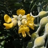 Sophora tomentosa