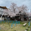 桜満開 南浜公園と宇治川派流