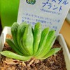 🌵多肉植物　植え替え作業①グリーン玉扇 他🌵