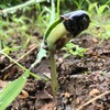 枝豆の芽が、出ません。