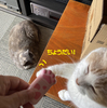 猫の手