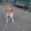 老犬ホームあん｜新人さんヤマト^^