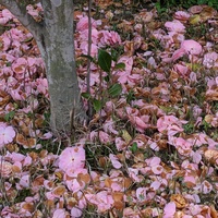 taizoooの日記観察