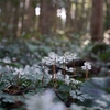 早春の野の花　バイカオウレン