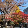 【ライフ】小石川後楽園の紅葉