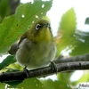 日本　文殊の森公園の愛らしいメジロ 