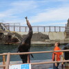 小樽水族館編　札幌～小樽の往復８０ｋｍをママチャリでサイクリング！！第二章　トドが１ｍ近いサケを丸のみｗ！！