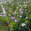 満開の小岩菖蒲園へ