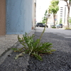 ビルと歩道のすき間のタンポポ