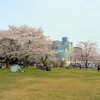 中央公園のサクラ（2022）～つくば市とその周辺の風景写真案内（７４１）