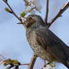 桜を食べるヒヨドリ