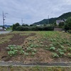 ひまわり🌻補充苗植え終了