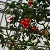 椿の【玉の浦】と【参平椿】。。。（いのくち椿館）