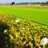 【福島牝馬ステークス 2020予想】追い切り･ラップ適性･レース傾向考察 ＆ 各馬評価まとめ / 前週荒れた馬場で外差し天国ならそんな奇跡も･･･？