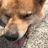 南阿蘇へ柴犬たちと戯れる！