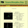 神経細胞の立体形状 Three dimensional shape of neurons