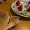 簡単?!白玉粉でいちご大福を手作りしたよ♪＆北海道土産 毎日ご飯