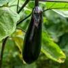 『園芸』"ナス" の育て方と情報（4月に植え付けがおすすめ）