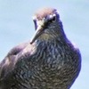 県内飛来初確認か　野鳥「メリケンキアシシギ」