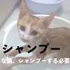 猫とシャンプーの注意事項