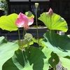 海の日🌊埼玉県深谷市菩提寺のハスの花、おばさまを思い出す。合掌