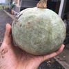 カボチャの諸事情【畑レストラン】