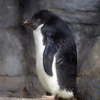 八景島シーパラダイスのペンギン