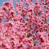 静岡県 河津桜 開花情報 ２０２２年 見頃は？