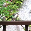 黒須田川散歩（4）