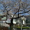 たまプラーザ駅前の桜