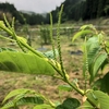 栗　ぽろたん雄花、神鍋、武蔵