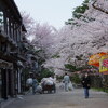 兼六園2018の桜（後編）