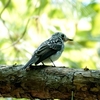 日本　文殊の森公園の若鳥たち　その2