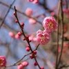 花びらのように