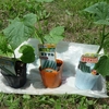 キュウリとゴーヤの植付　第二弾