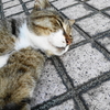 8月前半の #ねこ #cat #猫 その1