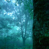 【無料/フリーBGM素材】森の秘密、神秘、掟『Secret in the Forest』イージーリスニング