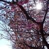 吹きさらしの土手沿いの桜並木