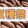 芋掘りパーティー（1人）を開催して疲れ果ててる平日の私の雑記。