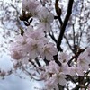 桜を求めて