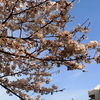 【No.25】サクラサク！満開の桜に、数年後の青写真を描く