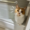 急に暑くなった。